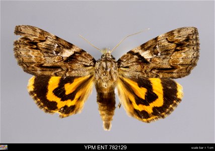 Yale Peabody Museum, Entomology Division Catalog #: YPM ENT 782129 Taxon: Catocala mira Grote (dorsal) Family: Erebidae Taxon Remarks: Animals and Plants: Invertebrates - Insects Collector: Glen D. Wi photo