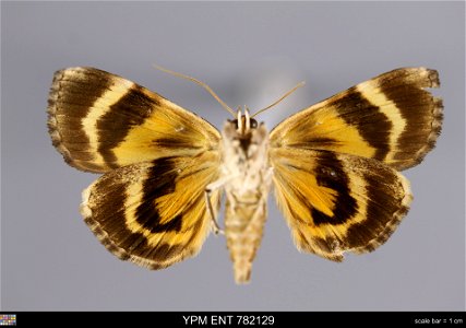 Yale Peabody Museum, Entomology Division
Catalog #: YPM ENT 782129
Taxon: Catocala mira Grote (ventral)
Family: Erebidae
Taxon Remarks: Animals and Plants: Invertebrates - Insects
Collector: Glen D. W