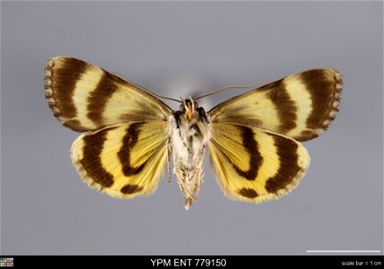 Yale Peabody Museum, Entomology Division
Catalog #: YPM ENT 779150
Taxon: Catocala sordida Grote (ventral)
Family: Erebidae
Taxon Remarks: Animals and Plants: Invertebrates - Insects
Collector: Theodo