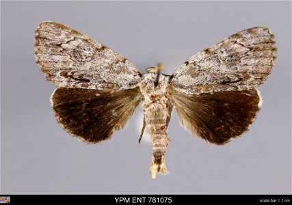 Yale Peabody Museum, Entomology Division
Catalog #: YPM ENT 781075
Taxon: Catocala miranda Hy. Edw. (dorsal)
Family: Erebidae
Taxon Remarks: Animals and Plants: Invertebrates - Insects
Date: 1995-06-0