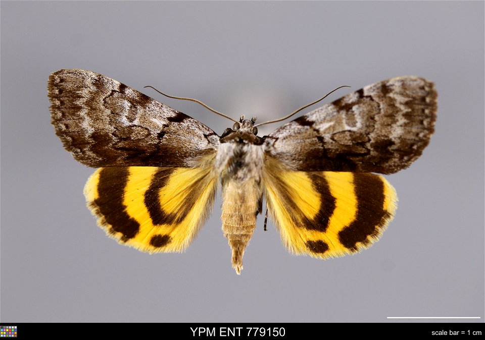 Yale Peabody Museum, Entomology Division
Catalog #: YPM ENT 779150
Taxon: Catocala sordida Grote (dorsal)
Family: Erebidae
Taxon Remarks: Animals and Plants: Invertebrates - Insects
Collector: Theodor