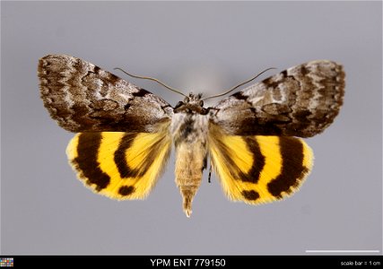 Yale Peabody Museum, Entomology Division Catalog #: YPM ENT 779150 Taxon: Catocala sordida Grote (dorsal) Family: Erebidae Taxon Remarks: Animals and Plants: Invertebrates - Insects Collector: Theodor photo