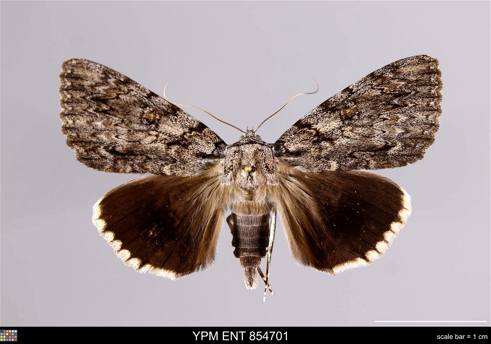 Yale Peabody Museum, Entomology Division
Catalog #: YPM ENT 854701
Taxon: Catocala ulalume Stkr. (dorsal)
Family: Erebidae
Taxon Remarks: Animals and Plants: Invertebrates - Insects
Collector: Glen D.