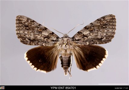 Yale Peabody Museum, Entomology Division Catalog #: YPM ENT 854701 Taxon: Catocala ulalume Stkr. (dorsal) Family: Erebidae Taxon Remarks: Animals and Plants: Invertebrates - Insects Collector: Glen D. photo