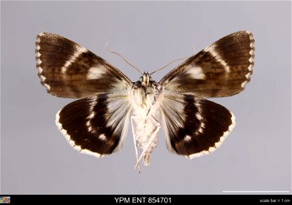 Yale Peabody Museum, Entomology Division
Catalog #: YPM ENT 854701
Taxon: Catocala ulalume Stkr. (ventral)
Family: Erebidae
Taxon Remarks: Animals and Plants: Invertebrates - Insects
Collector: Glen D