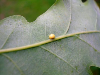 OYSTER GALL  Agent: Neuroterus anthracinus. On Quercus robur. Eglinton Country Park, Ayrshire, Scotland