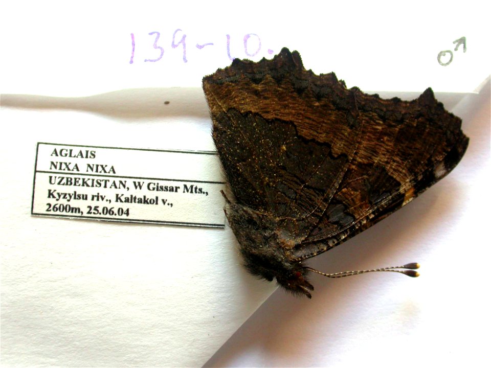 UZBEKISTAN.   W Gissar Mts., Kyzylsu riv., Kaltakol v.,    <a href="http://nymphalidae.utu.fi/story.php?code=NW139-10" rel="nofollow">see in our database</a>