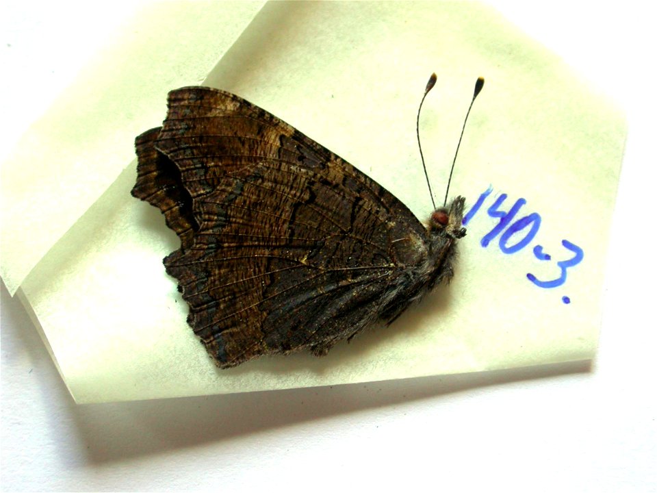 INDIA. Himachal Pradesh, Kulu Valley, near Manali, Vashisht, 2000-2500m, <a href="http://nymphalidae.utu.fi/story.php?code=NW140-3" rel="nofollow">see in our database</a> photo