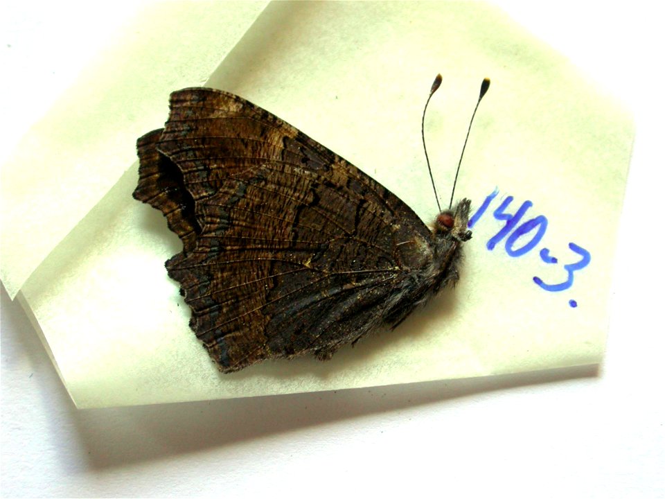 INDIA.   Himachal Pradesh, Kulu Valley, near Manali, Vashisht, 2000-2500m,    <a href="http://nymphalidae.utu.fi/story.php?code=NW140-3" rel="nofollow">see in our database</a>
