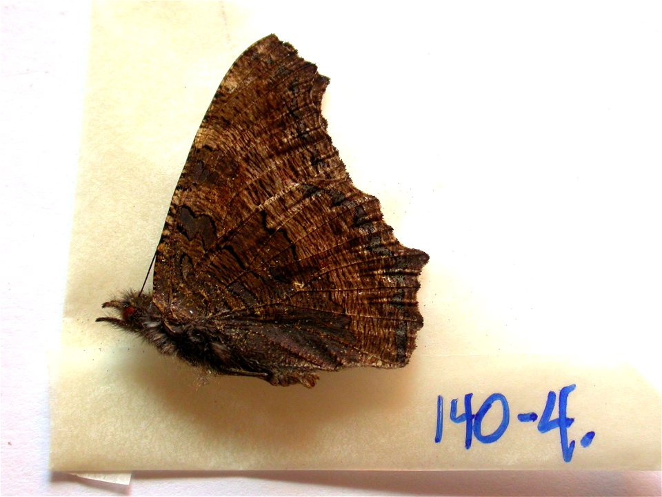 INDIA.   Himachal Pradesh, Kulu Valley, near Manali, Vashisht, 2000-2500m,    <a href="http://nymphalidae.utu.fi/story.php?code=NW140-4" rel="nofollow">see in our database</a>