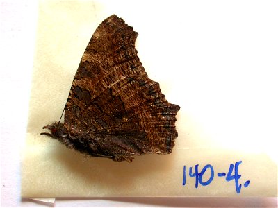 INDIA. Himachal Pradesh, Kulu Valley, near Manali, Vashisht, 2000-2500m, <a href="http://nymphalidae.utu.fi/story.php?code=NW140-4" rel="nofollow">see in our database</a> photo