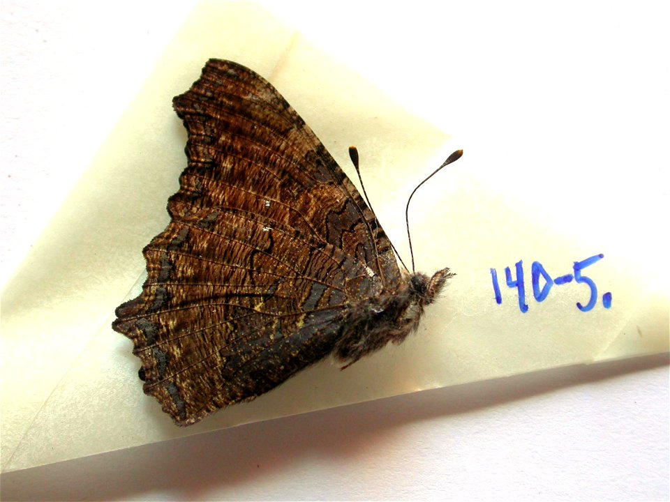 INDIA.   Himachal Pradesh, Kulu Valley, near Manali, Vashisht, 2000-2500m,    <a href="http://nymphalidae.utu.fi/story.php?code=NW140-5" rel="nofollow">see in our database</a>