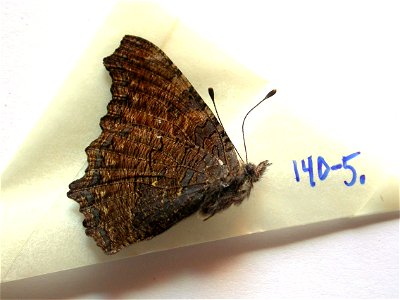 INDIA. Himachal Pradesh, Kulu Valley, near Manali, Vashisht, 2000-2500m, <a href="http://nymphalidae.utu.fi/story.php?code=NW140-5" rel="nofollow">see in our database</a> photo
