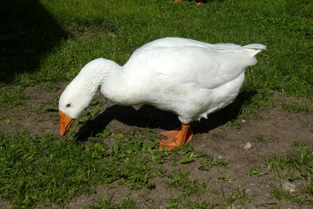 Poultry bird waterfowl