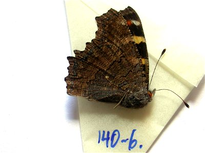 INDIA. Himachal Pradesh, Kulu Valley, near Manali, Vashisht, 2000-2500m, <a href="http://nymphalidae.utu.fi/story.php?code=NW140-6" rel="nofollow">see in our database</a> photo