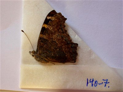 INDIA. Himachal Pradesh, Kulu Valley, near Manali, Vashisht, 2000-2500m, <a href="http://nymphalidae.utu.fi/story.php?code=NW140-7" rel="nofollow">see in our database</a> photo
