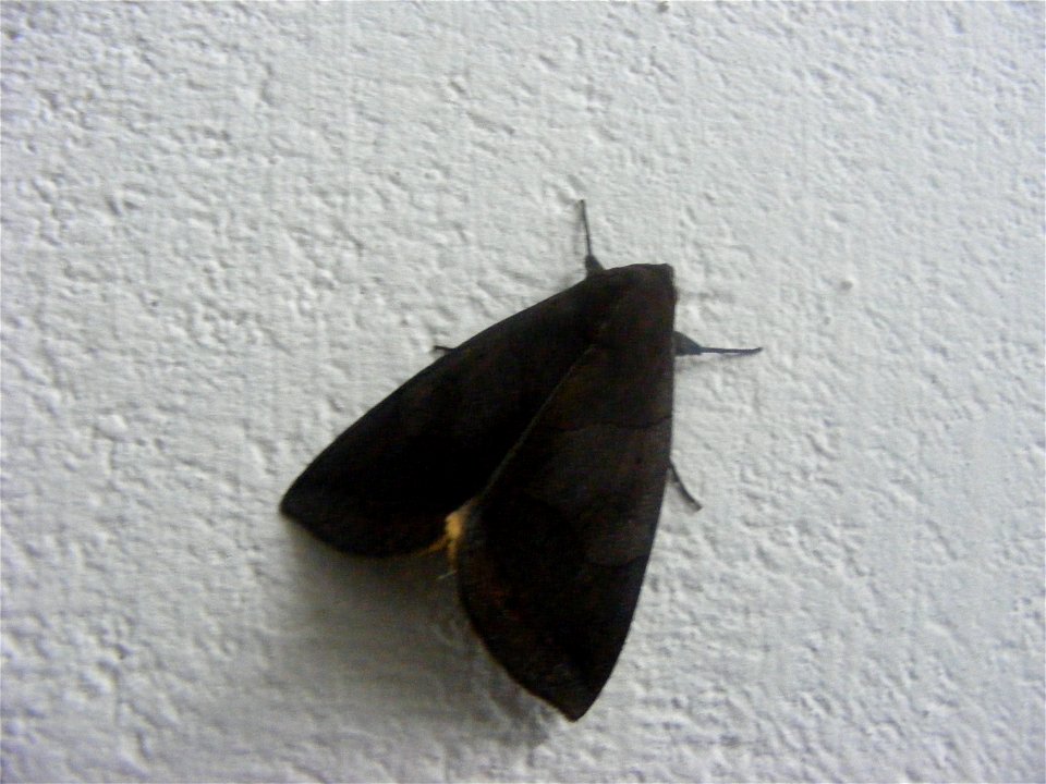 Thanks  Roger for id