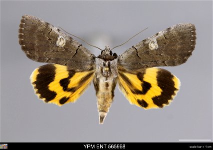 Yale Peabody Museum, Entomology Division Catalog #: YPM ENT 565968 Taxon: Catocala agitatrix Graeser (dorsal) Family: Erebidae Taxon Remarks: Animals and Plants: Invertebrates - Insects Collector: W. photo