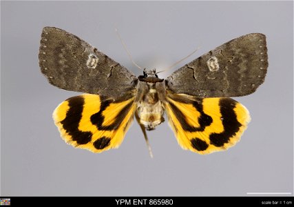 Yale Peabody Museum, Entomology Division Catalog #: YPM ENT 865980 Taxon: Catocala agitatrix Graeser (dorsal) Family: Erebidae Taxon Remarks: Animals and Plants: Invertebrates - Insects Collector: Vad photo