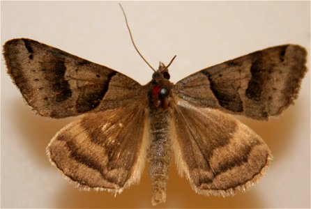 Male Forage Looper moth, Caenurgina erechtea