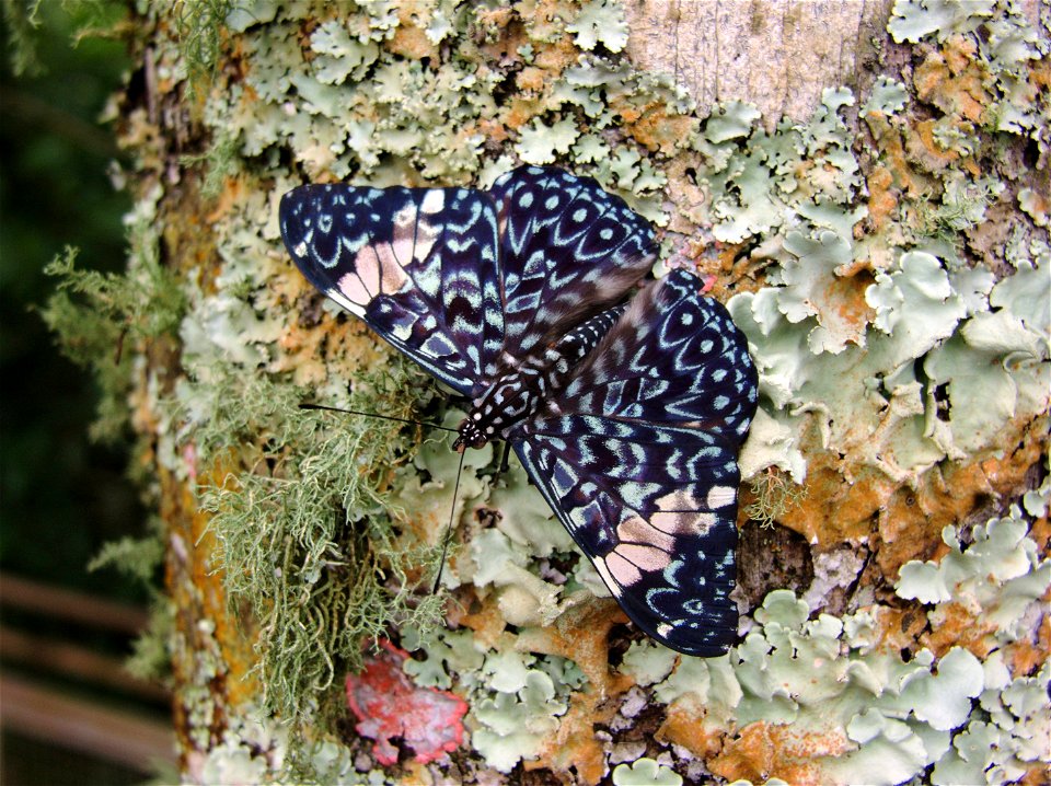Hamadryas amphinome (Nymphalidade, Biblidinae), Foz do Iguaçu, Brasil.