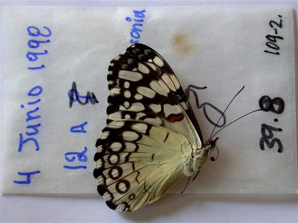 ECUADOR.  Sucumbios, Garza Cocha, Anyangu, 75km ESE of Coca,   Exemplar,  <a href="http://nymphalidae.utu.fi/story.php?code=NW109-2" rel="nofollow">see in our database</a>