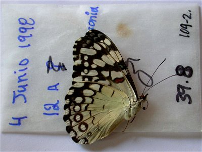ECUADOR.  Sucumbios, Garza Cocha, Anyangu, 75km ESE of Coca,   Exemplar,  <a href="http://nymphalidae.utu.fi/story.php?code=NW109-2" rel="nofollow">see in our database</a>