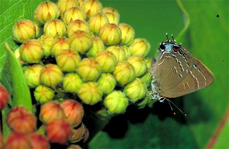 Image title: Edwards hairstreak butterfly satyrium edwardsii
Image from Public domain images website, http://www.public-domain-image.com/full-image/fauna-animals-public-domain-images-pictures/insects-