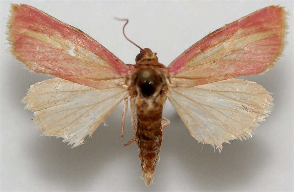 Heliocheilus julia