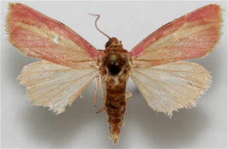 Heliocheilus julia