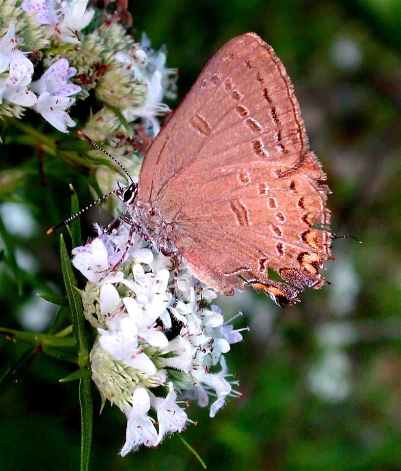 Edward's Hairstreak (Satyrium edwardsii) Butterly in the Turtle Mountains photo