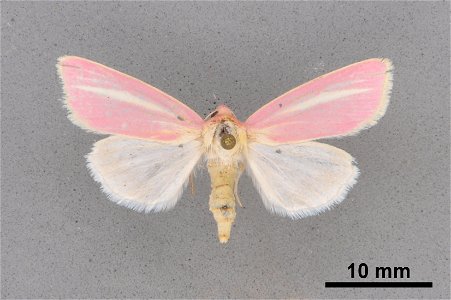 Mississippi Entomological Museum
Catalog #: MEM 81115
Taxon: Heliocheilus julia (Grote)
Family: Noctuidae
Determiner: Brown, R.L.
Collector: Brown, R.L., Lee, S.
Date: 2011-08-17
Verbatim Date: 17/Aug