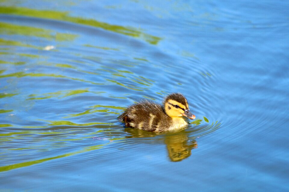 Pond water nature