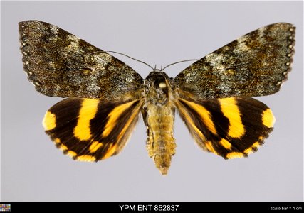 Yale Peabody Museum, Entomology Division Catalog #: YPM ENT 852837 Taxon: Catocala kuangtungensis Mell (dorsal) Family: Erebidae Taxon Remarks: Animals and Plants: Invertebrates - Insects Collector: T photo