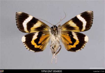 Yale Peabody Museum, Entomology Division Catalog #: YPM ENT 854800 Taxon: Catocala doerriesi Stdgr. (ventral) Family: Erebidae Taxon Remarks: Animals and Plants: Invertebrates - Insects Collector: Vad photo