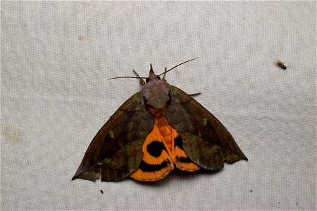 アケビコノハ（transcription: Akebi Konoha） Eudocima tyrannus (Guenée, 1852) （Erebidae）, adult moth Photo location: Japan: Ananai, Tosayamada-cho, Kami-shi, Kochi Prefecture : in Kochi University's fie photo