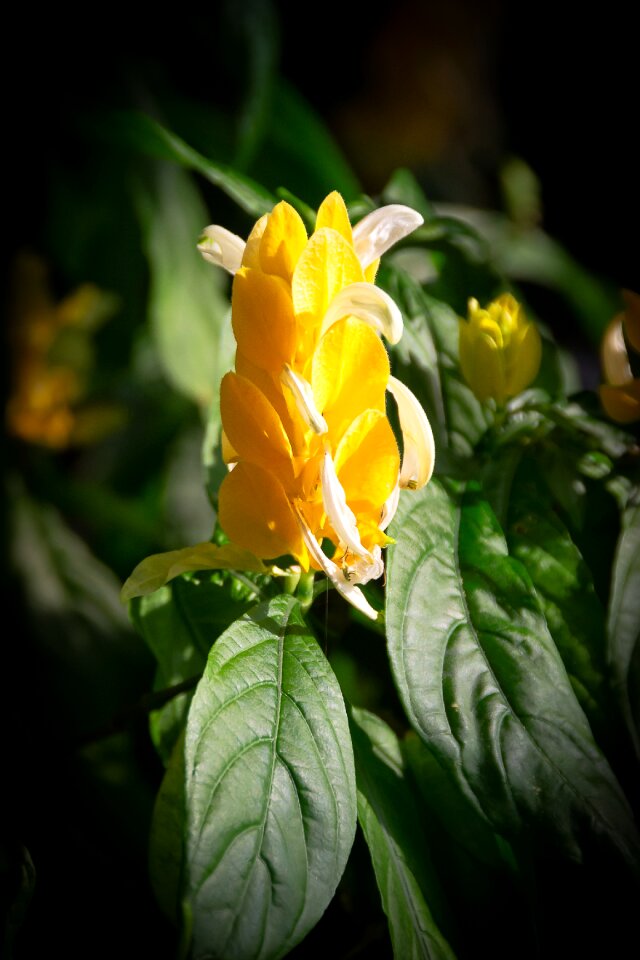 Light greenhouse nature