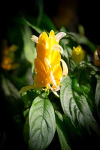 Light greenhouse nature