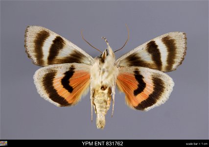 Yale Peabody Museum, Entomology Division Catalog #: YPM ENT 831762 Taxon: Catocala pacta (L.) (ventral) Family: Erebidae Taxon Remarks: Animals and Plants: Invertebrates - Insects Date: 1912-09-07 Ver photo