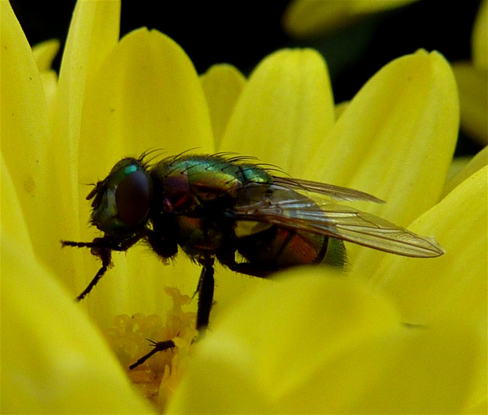 sich putzende Schmeißfliege