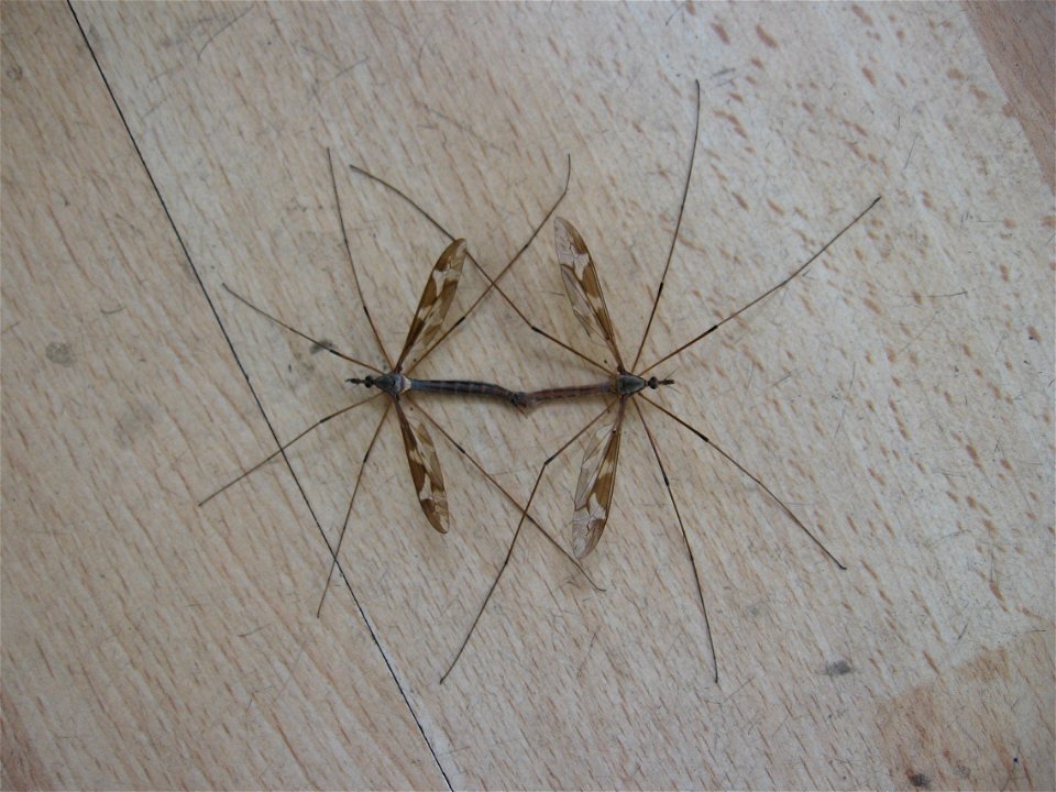 A pair of 'Daddy long-legs' (Tipula maxima) mating. Male is on the right.
