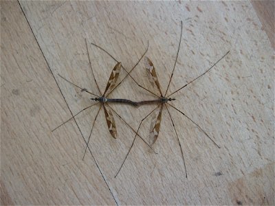 A pair of 'Daddy long-legs' (Tipula maxima) mating. Male is on the right.