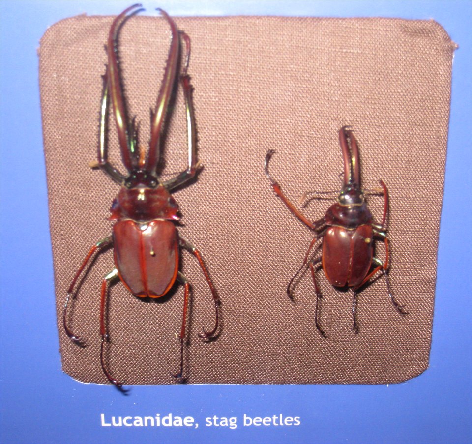 Chiasognathus grantii exhibit in the Utah Museum of Natural History, Salt Lake City, Utah, USA.