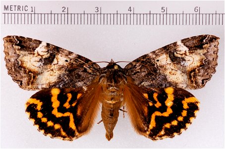 Euparthenos nubilis imago, dorsal view