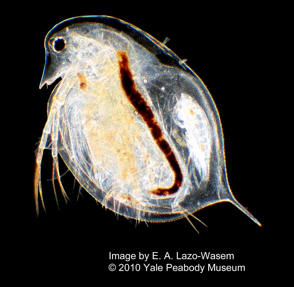 PRESERVED_SPECIMEN; ; ; 70% alc.; Det. by: Mary A. Rogalski, Eric A. Lazo-Wasem 2010; IZ number 49674; lot count 1; 2010-06-07T00:00:00Z
