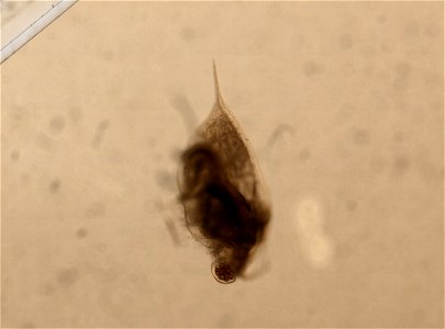 PRESERVED_SPECIMEN; MALE; ; microslide; HYPOTYPE. See: Brooks, John L. 1957. The systematics of North American Daphnia. Memoirs of the Connecticut Academy of Arts and Sciences. 13: 1-180.; IZ num