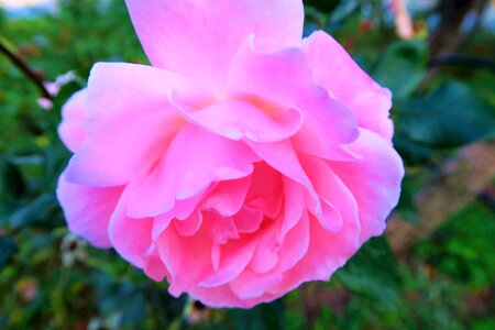 Pink roses flower nature