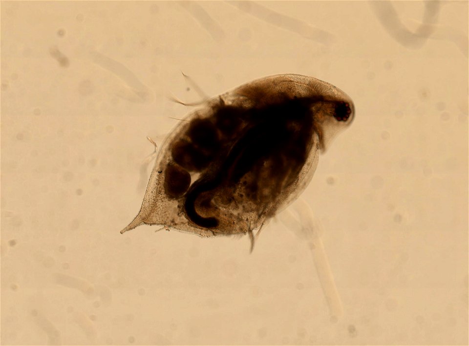 PRESERVED_SPECIMEN; ; ; microslide; HYPOTYPE. See: Brooks, John L. 1957. The systematics of North American Daphnia. Memoirs of the Connecticut Academy of Arts and Sciences. 13: 1-180.; IZ nu