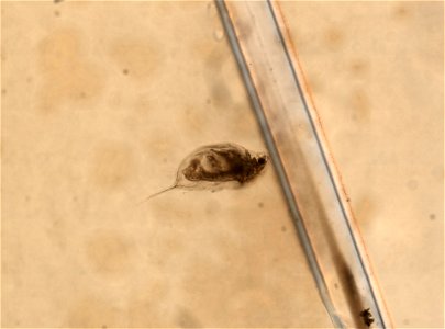 PRESERVED_SPECIMEN; ; ; microslide; HYPOTYPE. See: Brooks, John L. 1957. The systematics of North American Daphnia. Memoirs of the Connecticut Academy of Arts and Sciences. 13: 1-180.; IZ nu