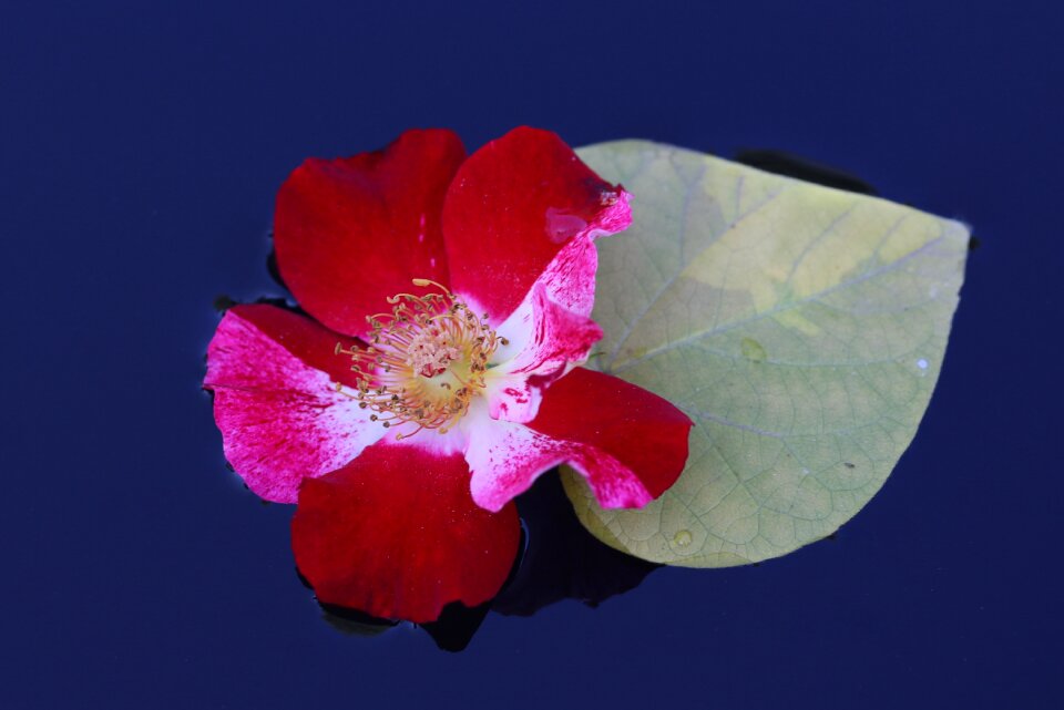 Flower water waterline